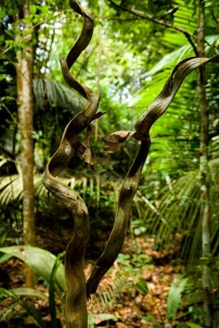 Amazonia #38