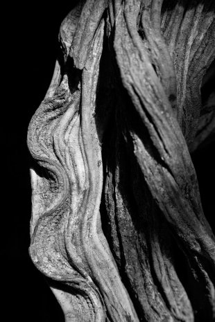 Amazonia #33
