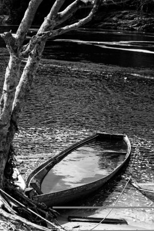 Amazonia #16
