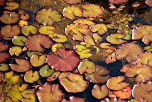 Amazonia #75