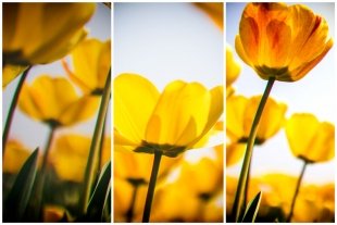 Compose Yellow Flowers #1