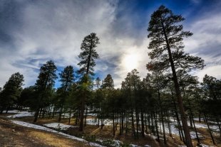 Arizona #36