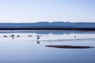 Atacama #98