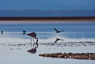 Atacama #6
