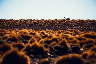 Atacama #69