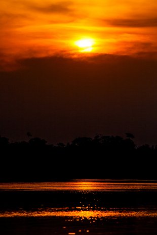 Amazonia #97