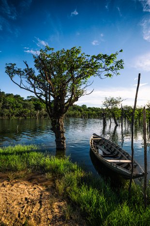Amazonia #180