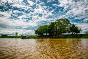 Amazonia #171