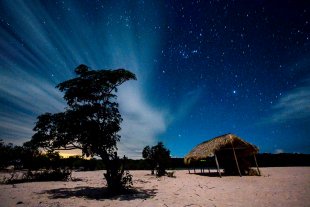 Amazonia #146