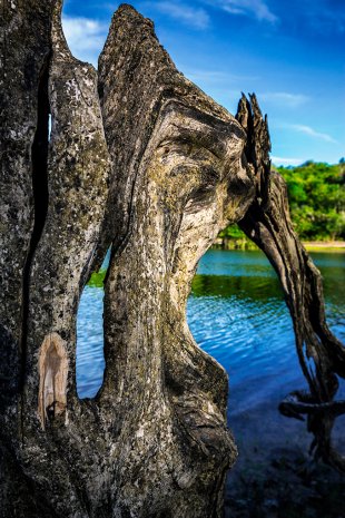 Amazonia #190